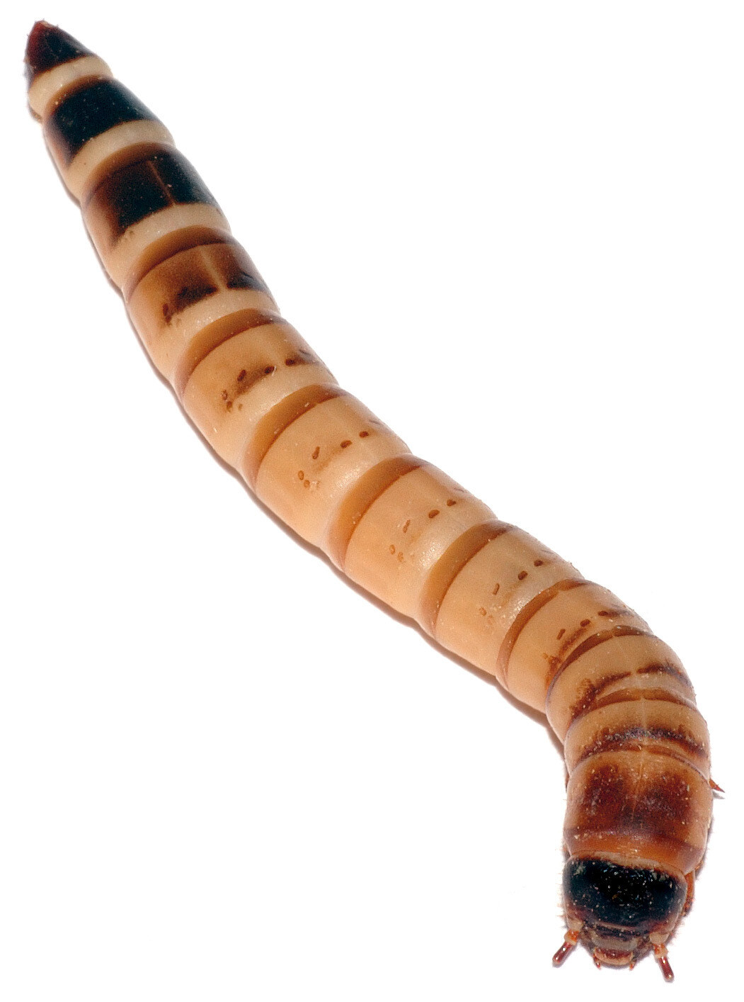 Superworms (Zophobas Morio)