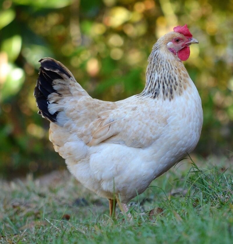 Chicken Feeder (Starter, Grower, Layer)