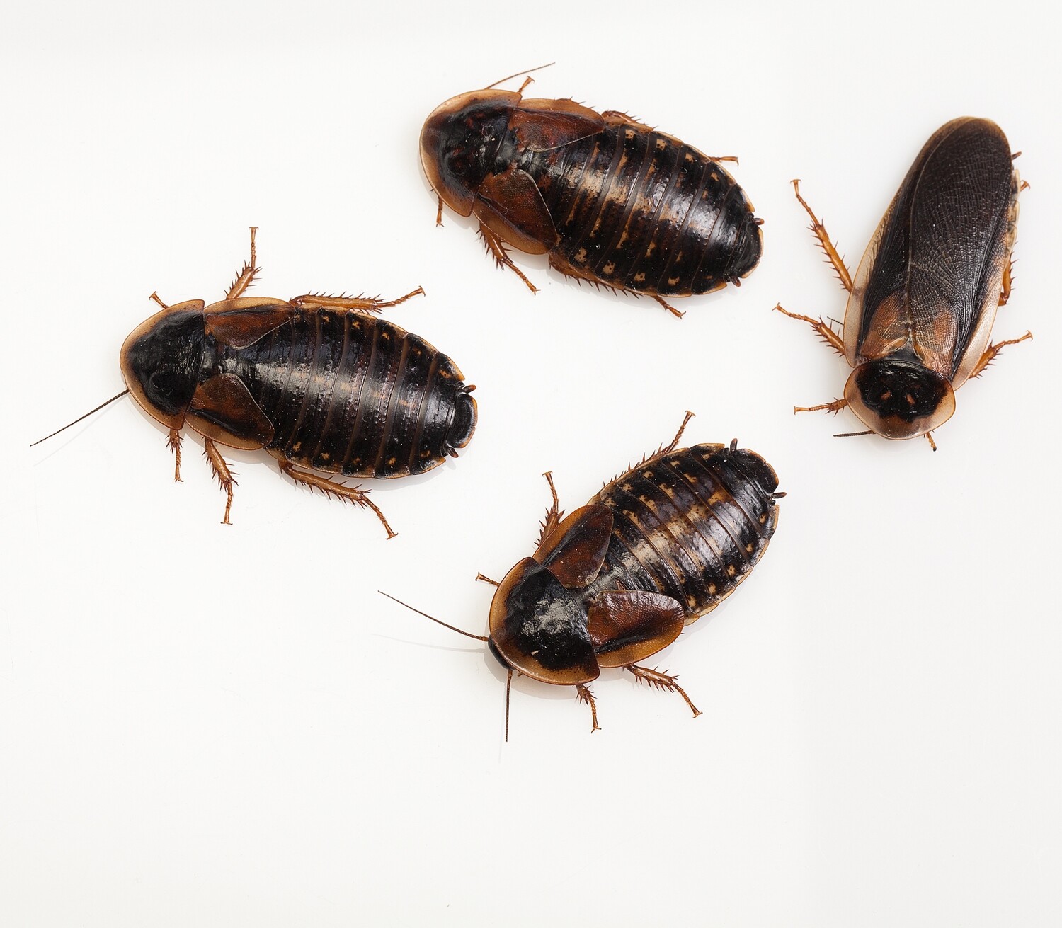 Live Feeder Roach Colony