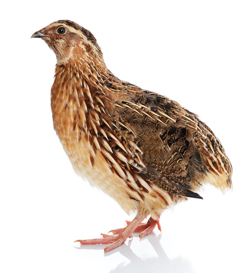 Frozen Quails