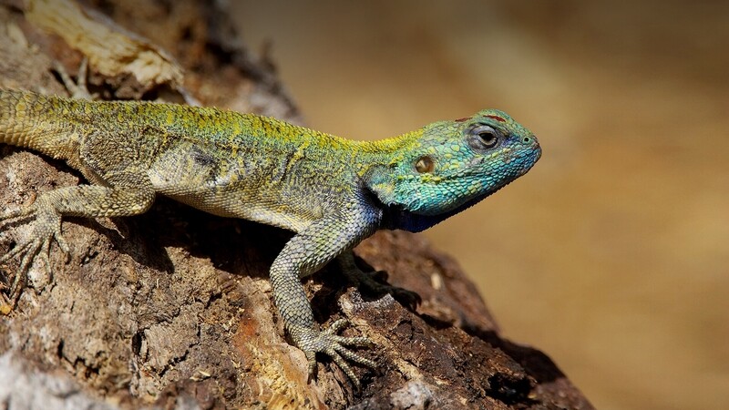 LIZARDS