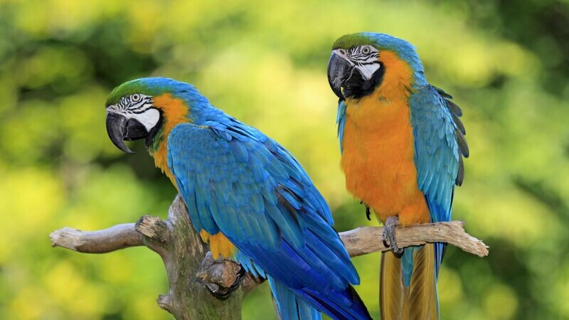 BIRDS