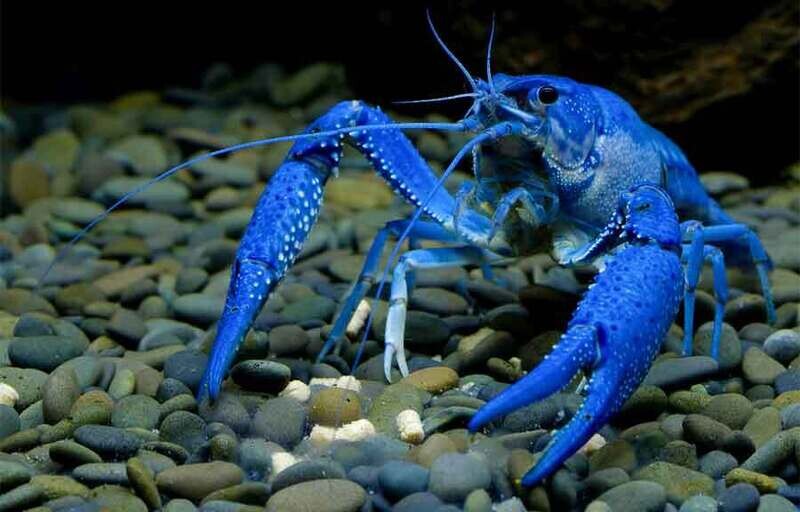 CRAYFISH