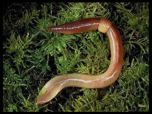 EARTHWORMS