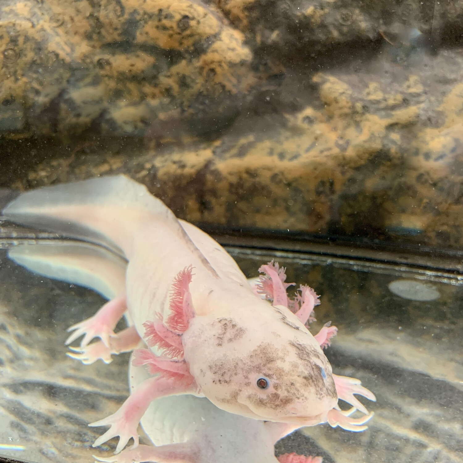 Axolotldirty Lucy Luucisitic Large Size (preorder)