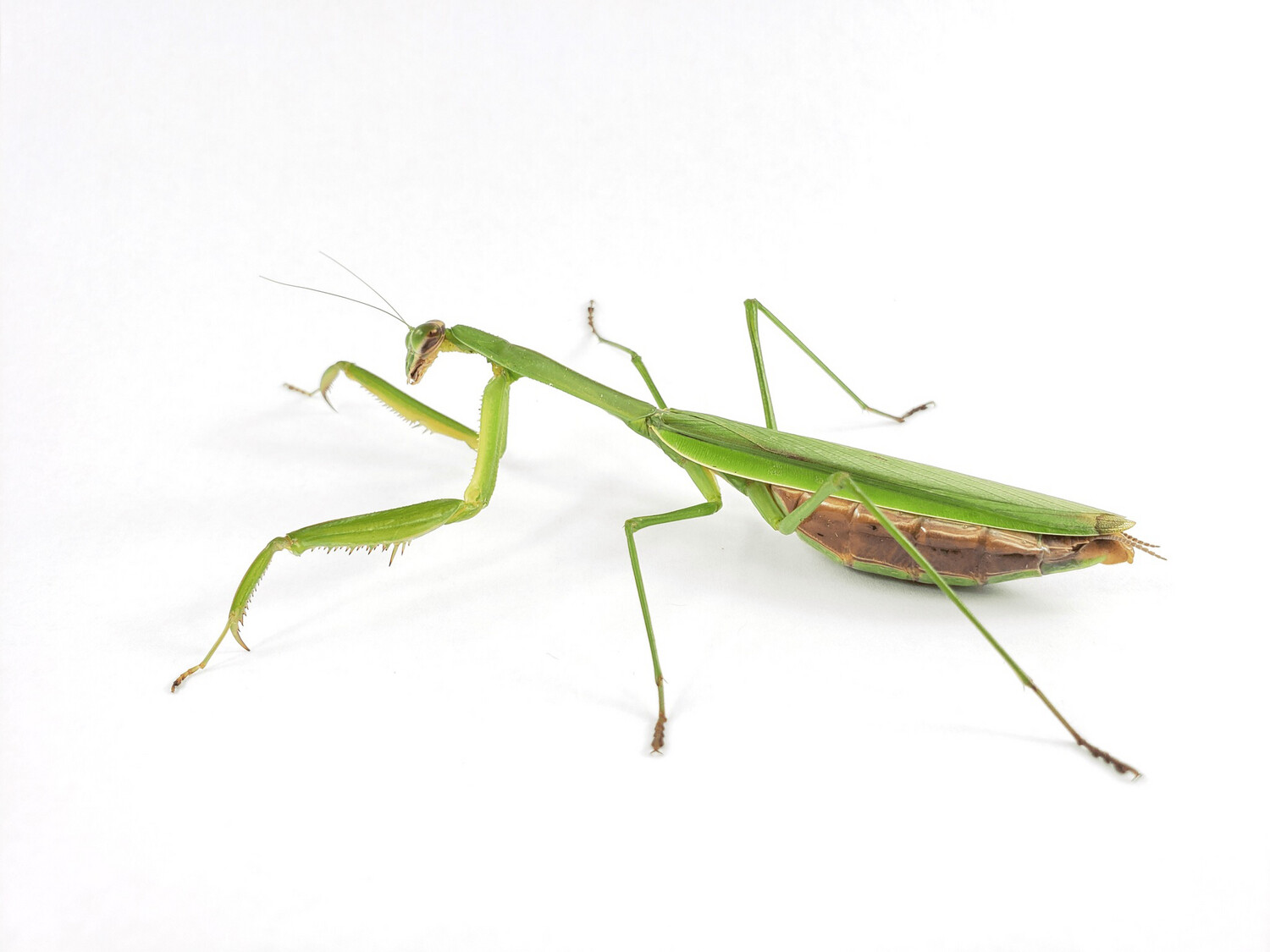 Chinese Mantis