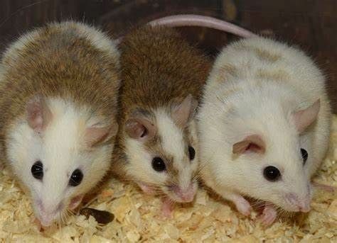 Live African soft fur rats