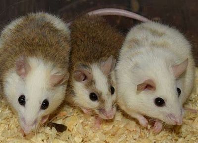 Live African soft fur rats