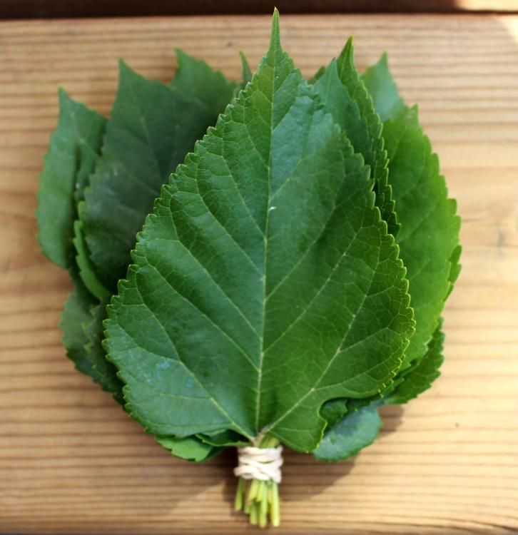 Fresh Mulberry Leaves (For Silkworms)