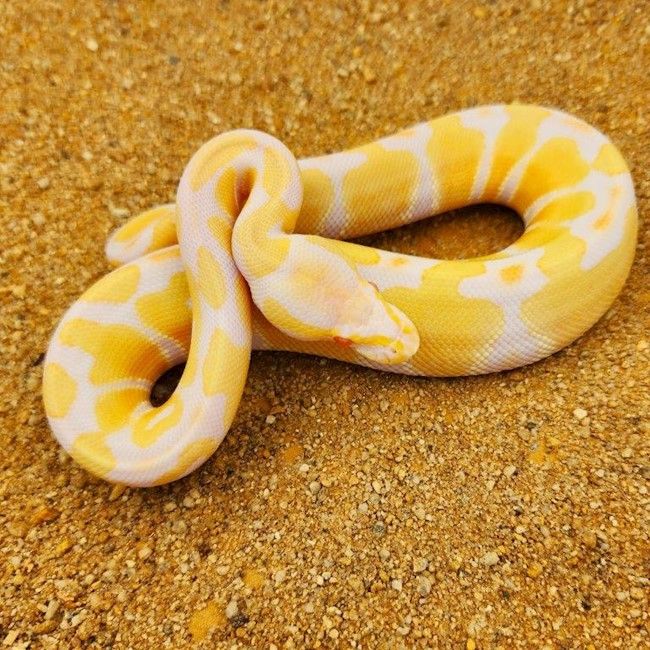 Juvenile Albino Ball Python