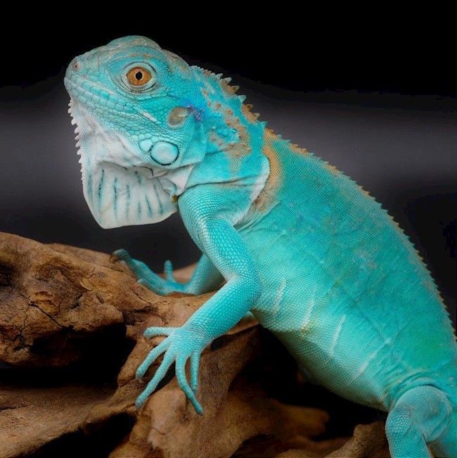 Iguana