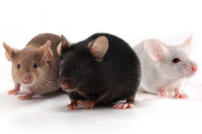 Breeder Mice/ Sold by Pair