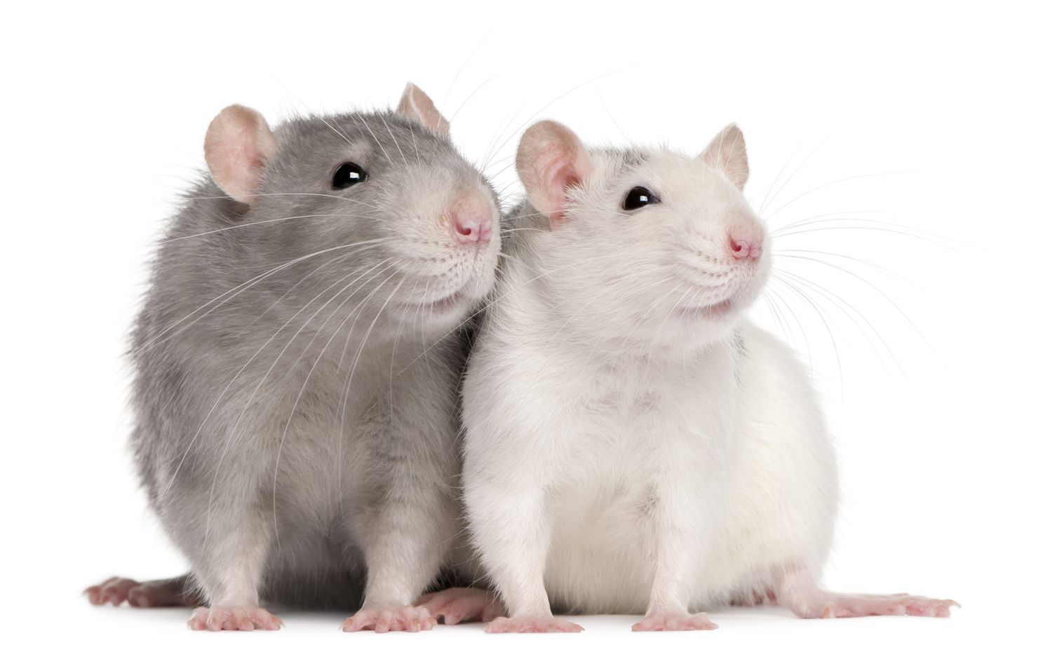 Breeding Rat/Sold by Pair