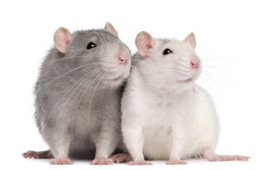 Breeder Rats/Sold by Pair