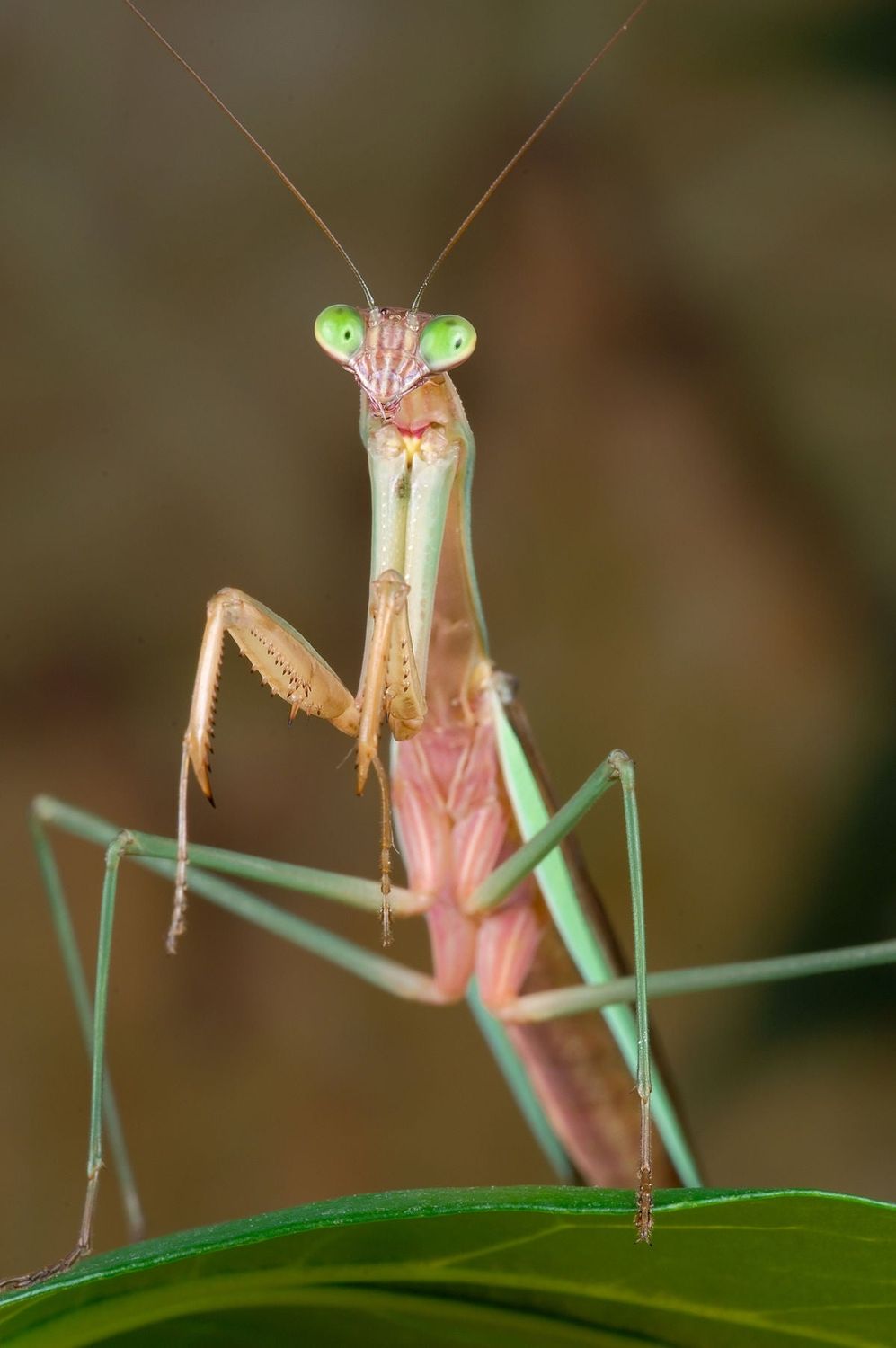 Baby Chinese Mantis (L1)