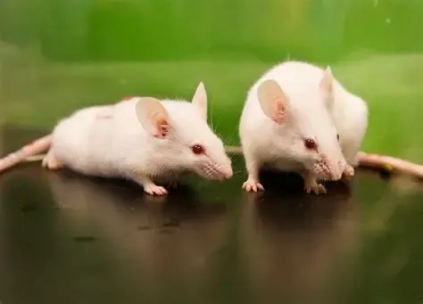 Pet Mouse