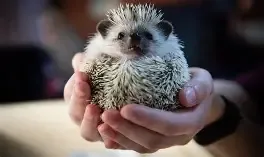 African Pygmy Hedgehog Pet (Pre-Order)