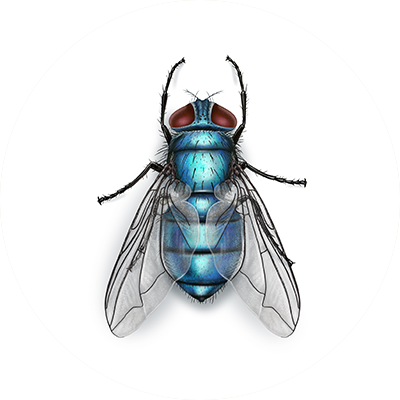 Blue Bottle Flies Larvae (Pre-Order)