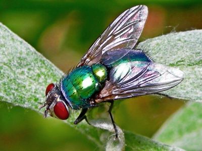 Green Bottle Flies (Pre-Order)