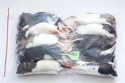 Frozen Rats Mice Mixed Sizes (Pick Up Only)