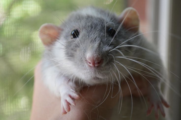 Pet Rat