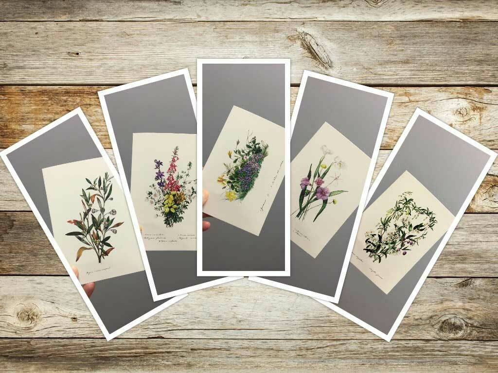 2nd Set Eliza Blyth Mixed Pack of Greeting Cards