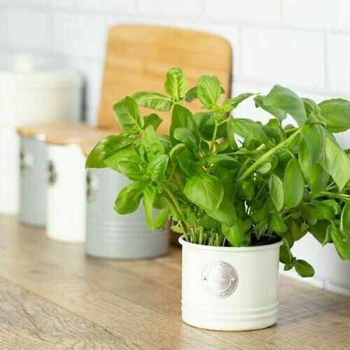 Typhoon Otto Metal Round Herb Plant Pot