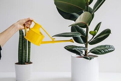 0.7L Haws Handy Indoor House Plant Plastic Watering Can Fine Spray Rose Yellow