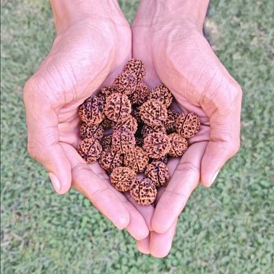 Rudraksha Seeds: Spiritual Awareness