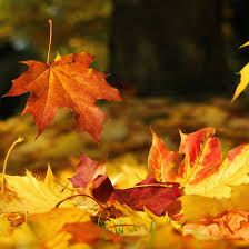Autumn Box