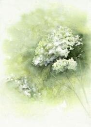 ELDERFLOWER