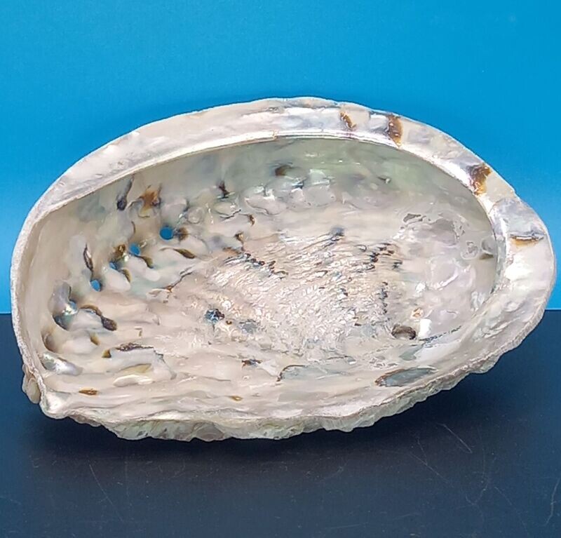 Abalone Shell Large