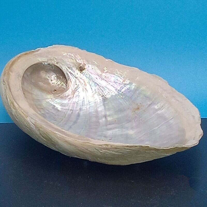 Abalone Shell Small