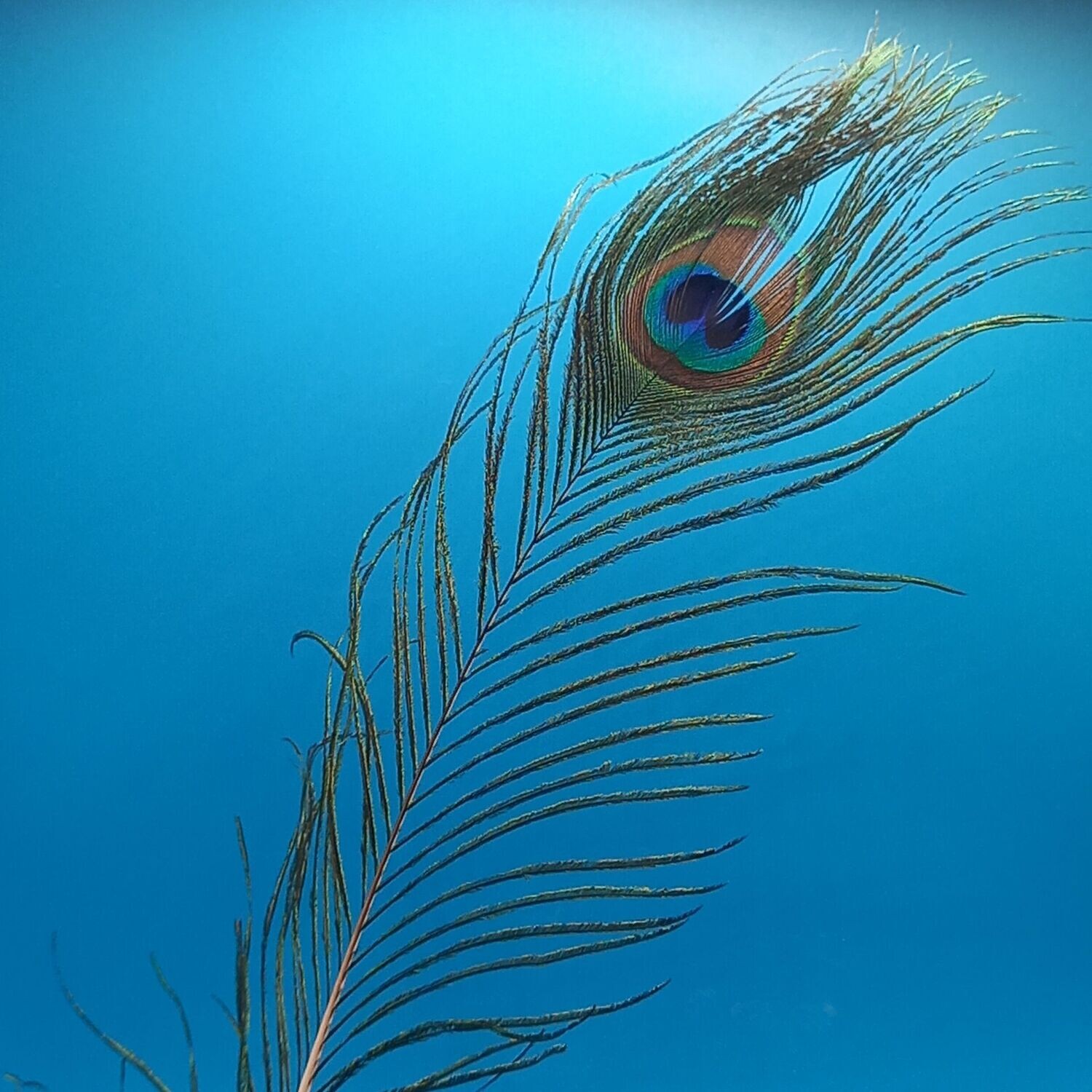 Peacock Feather 25cm