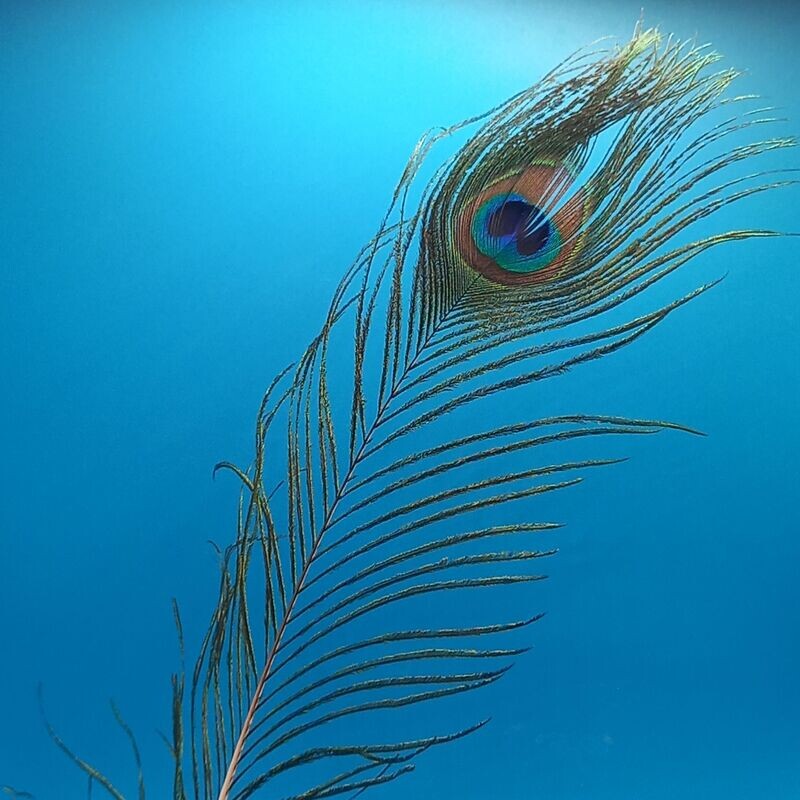 Peacock Feather 25cm