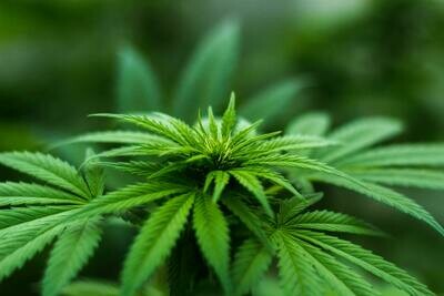 CBD - Cannabidiol