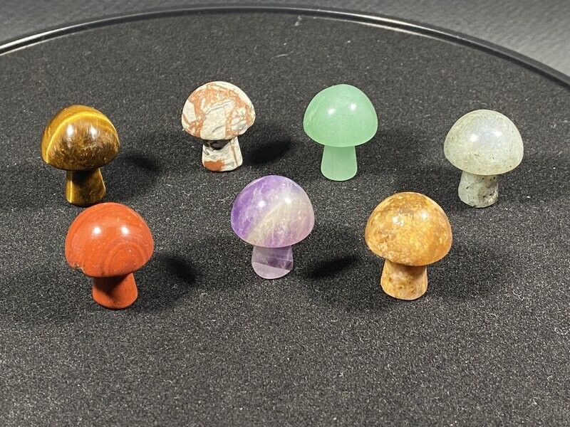 Gua Sha Champignon