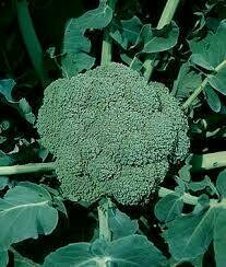 Broccoli - Seed