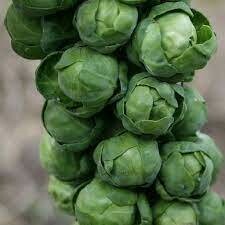 Brussel Sprouts - Seed
