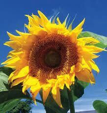 Sunflower - Seed