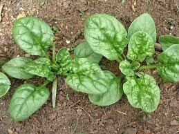 Spinach - Seed