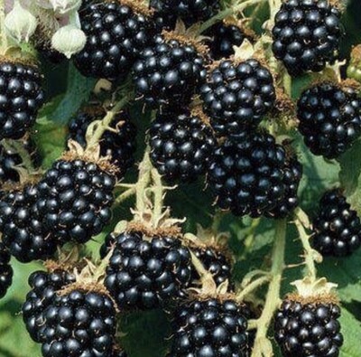 Blackberries - PRE-ORDERS