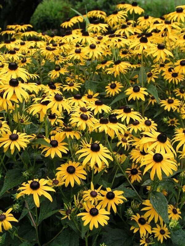 Black Eyed Susan - Goldsturm