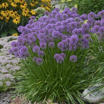 Allium-Millenium   1 Gallon