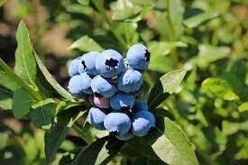 Blueberry  (1gallon)