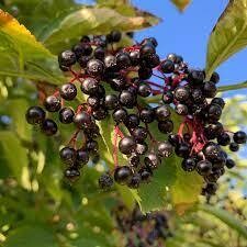 Elderberry (edible - 1 gallon)