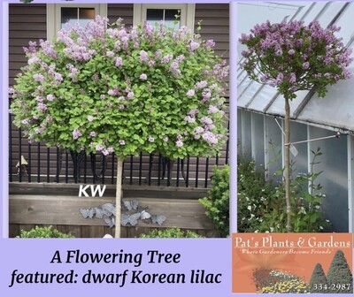 Dwarf Korean Lilac