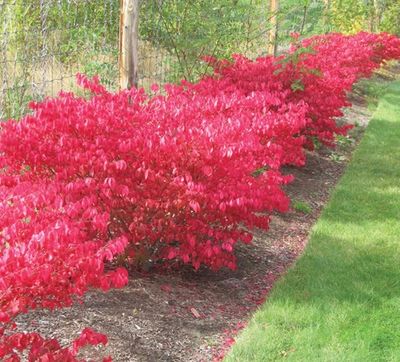 Burning Bush Burning Bush
