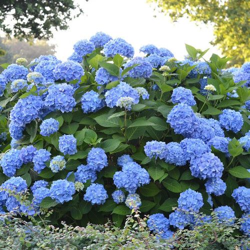 The Original Hydrangea - PRESALE