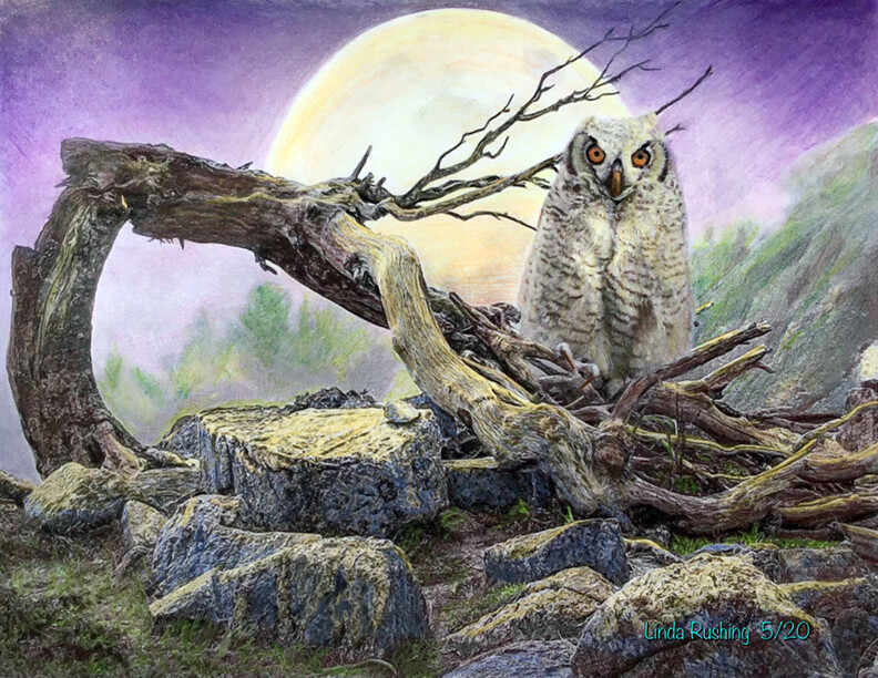 owl and moon story owl and moon story
